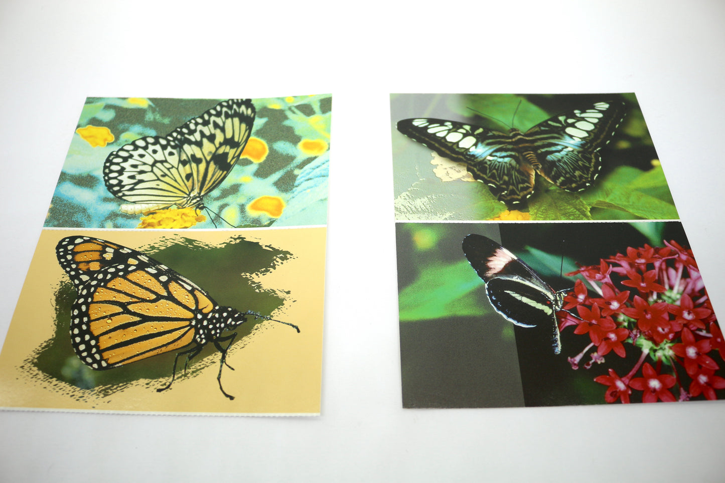 Niagara Falls Butterfly Conservatory Postcard Set of 4