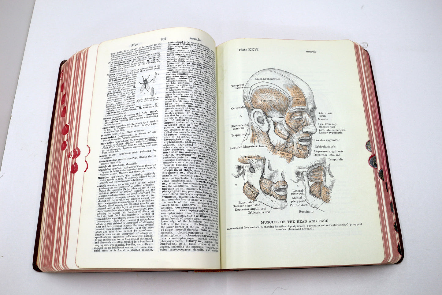 Dorland’s Illustrated Medical Dictionary – 24th Edition (Hardcover)